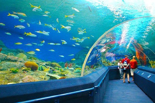 Khám phá thủy cung lớn nhất thế giới S.E.A. Aquarium