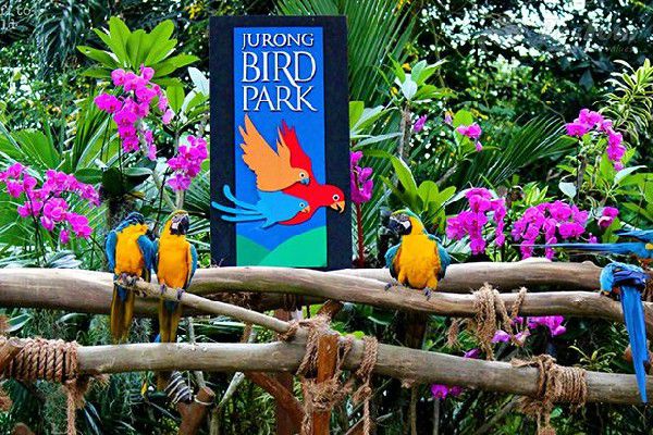 Lạc vào thế giới đầy màu sắc tại Vườn chim Jurong Lạc vào thế giới đầy màu sắc tại Vườn chim Jurong