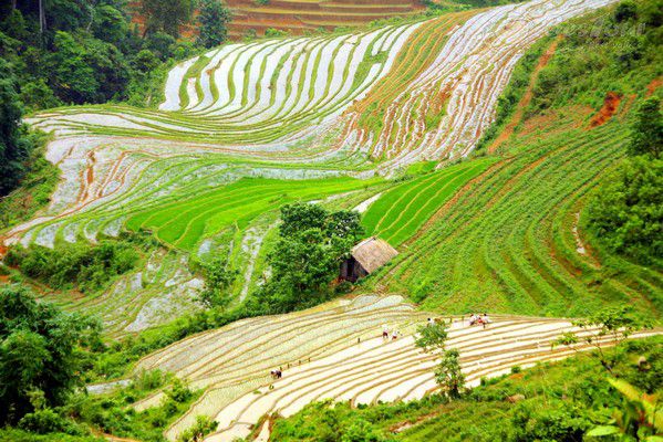 Tả Phìn S - Điểm đến cho mùa hè rực rỡ Tả Phìn S - Điểm đến cho mùa hè rực rỡ