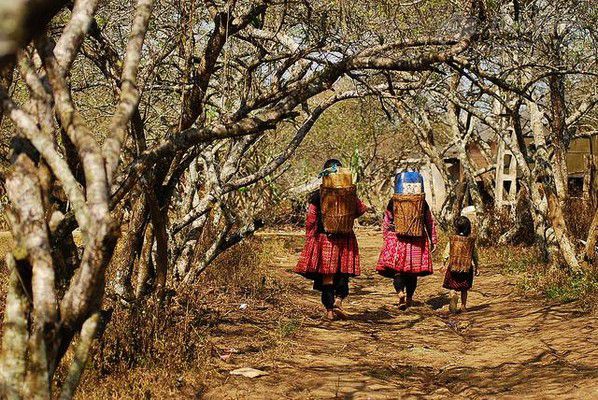 Bản Tả Phìn - Sa Pa Bản Tả Phìn - Sa Pa