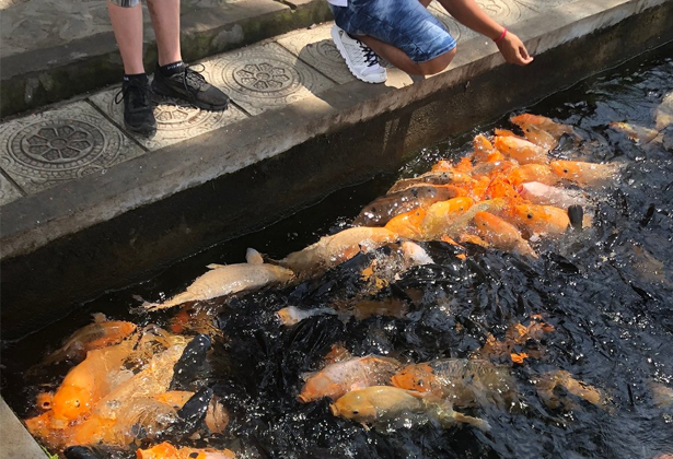 Tirta Gangga-Cung Điện Nước Đẹp Long Lanh Phía Đông Bali Tirta Gangga-Cung Điện Nước Đẹp Long Lanh Phía Đông Bali