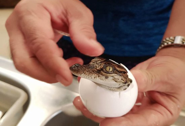 Sriracha Tiger Zoo- Điểm du lịch nổi tiếng của Thái Lan Sriracha Tiger Zoo- Điểm du lịch nổi tiếng của Thái Lan