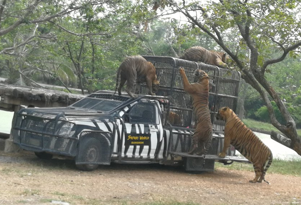 Safari World Bangkok- A-Z kinh nghiệm tham quan Vườn Thú Lớn Nhất Châu Á Safari World Bangkok- A-Z kinh nghiệm tham quan Vườn Thú Lớn Nhất Châu Á
