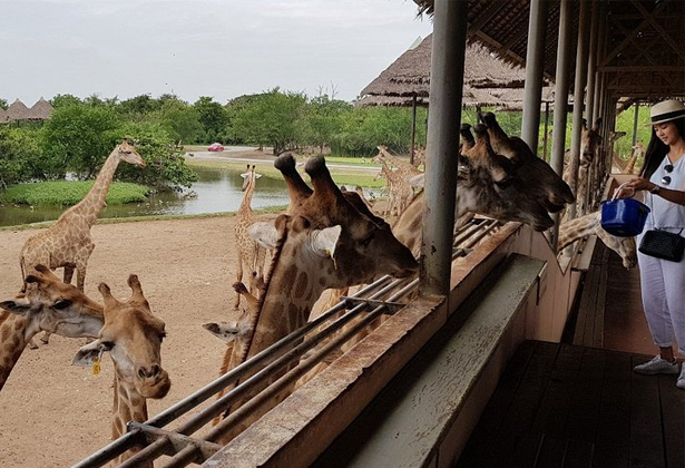 Safari World Bangkok- A-Z kinh nghiệm tham quan Vườn Thú Lớn Nhất Châu Á Safari World Bangkok- A-Z kinh nghiệm tham quan Vườn Thú Lớn Nhất Châu Á