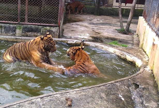 Sriracha Tiger Zoo- Điểm du lịch nổi tiếng của Thái Lan Sriracha Tiger Zoo- Điểm du lịch nổi tiếng của Thái Lan