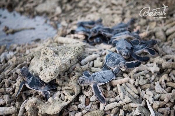 Top 5 địa điểm nổi tiếng không thể bỏ qua khi đến với Côn Đảo Top 5 địa điểm nổi tiếng không thể bỏ qua khi đến với Côn Đảo