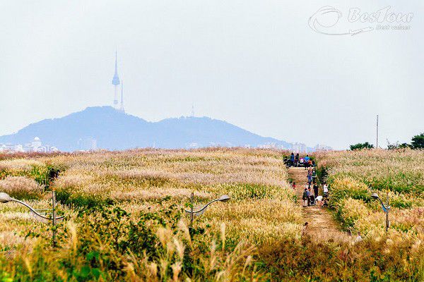 Đến Sky Park ngắm cỏ lau trắng xóa bạt ngàn Đến Sky Park ngắm cỏ lau trắng xóa bạt ngàn