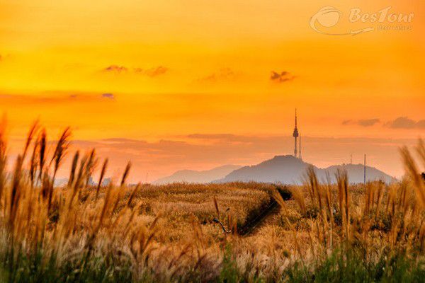 Đến Sky Park ngắm cỏ lau trắng xóa bạt ngàn Đến Sky Park ngắm cỏ lau trắng xóa bạt ngàn