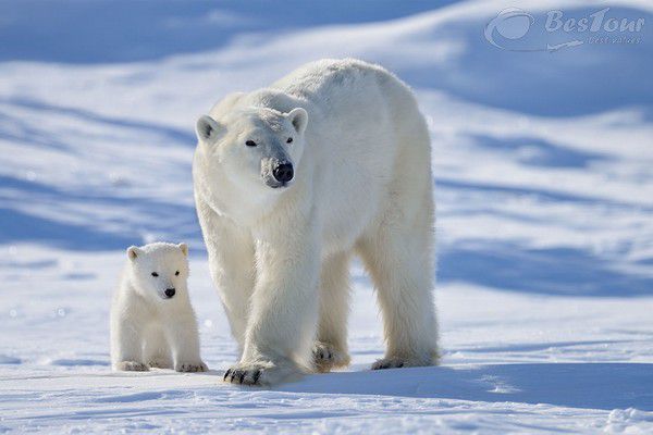 Khám phá công viên Wapusk đẹp nhất Bắc Mỹ Khám phá công viên Wapusk đẹp nhất Bắc Mỹ
