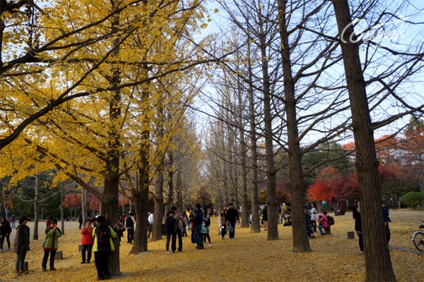 Đảo Nami chuyển mình sang thu Đảo Nami chuyển mình sang thu