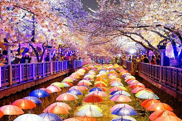 Đến suối Yeojwa ngắm hoa anh đào rực rỡ Đến suối Yeojwa ngắm hoa anh đào rực rỡ