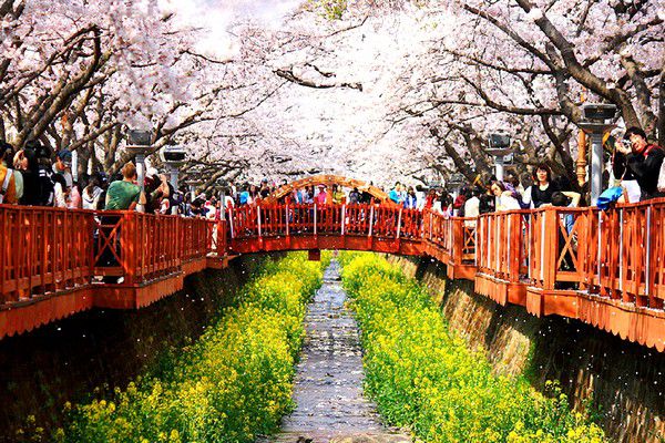 Đến suối Yeojwa ngắm hoa anh đào rực rỡ Đến suối Yeojwa ngắm hoa anh đào rực rỡ