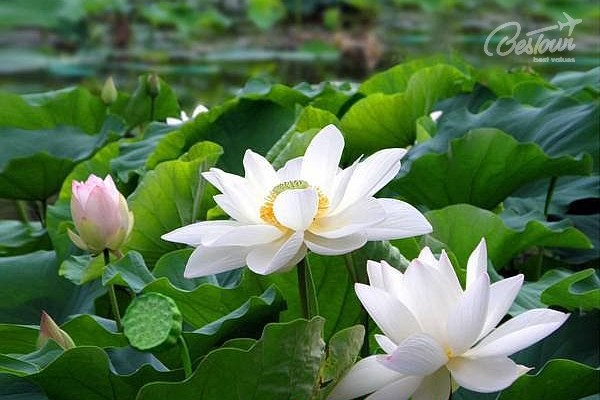 Đầm Liên Trì - nét nghệ thuật độc đáo của Cao Hùng Đầm Liên Trì - nét nghệ thuật độc đáo của Cao Hùng