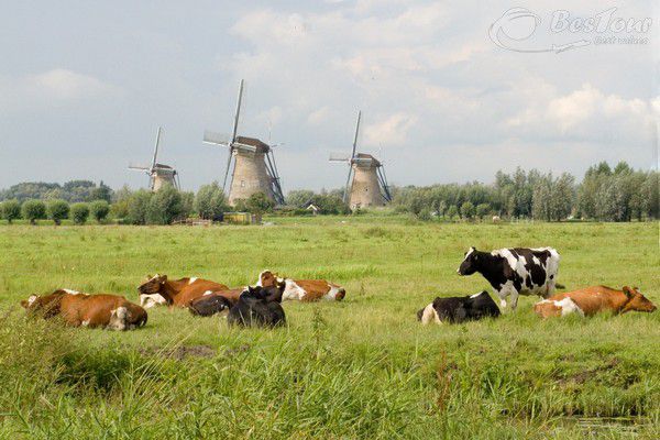 Ghé thăm vương quốc của loài hoa Tulip Ghé thăm vương quốc của loài hoa Tulip