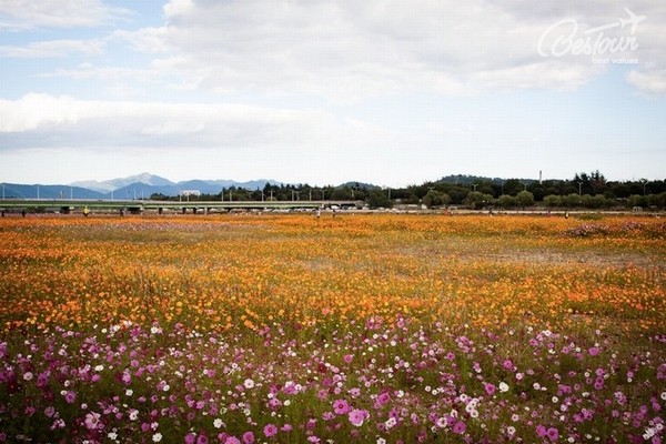 Xứ Hàn những mùa hoa Xứ Hàn những mùa hoa