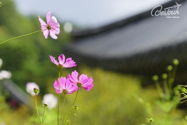 Xứ Hàn những mùa hoa Xứ Hàn những mùa hoa