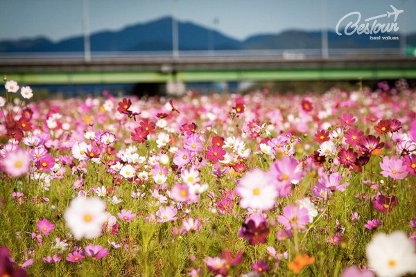 Xứ Hàn những mùa hoa Xứ Hàn những mùa hoa