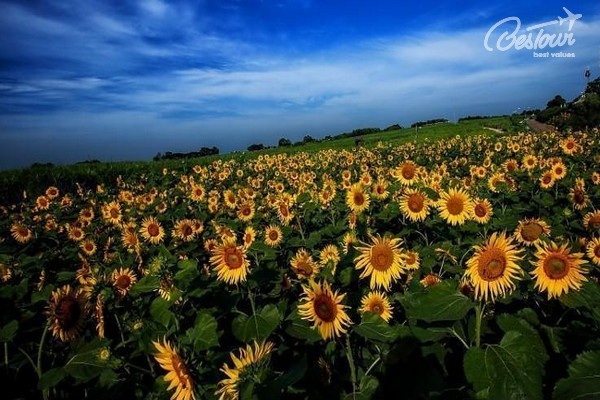 Xứ Hàn những mùa hoa Xứ Hàn những mùa hoa