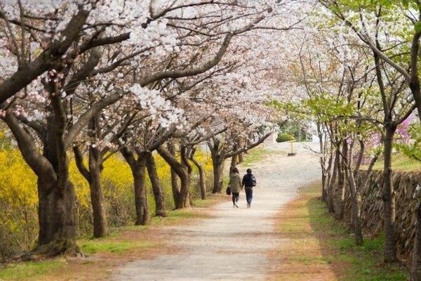 Xứ Hàn những mùa hoa Xứ Hàn những mùa hoa