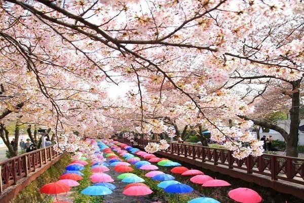 Xứ Hàn những mùa hoa Xứ Hàn những mùa hoa