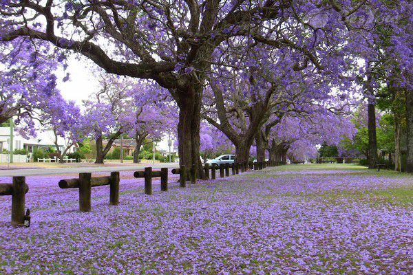 Chiêm ngưỡng vẻ đẹp mơ màng của Úc với hoa phượng tím tháng 9 Chiêm ngưỡng vẻ đẹp mơ màng của Úc với hoa phượng tím tháng 9