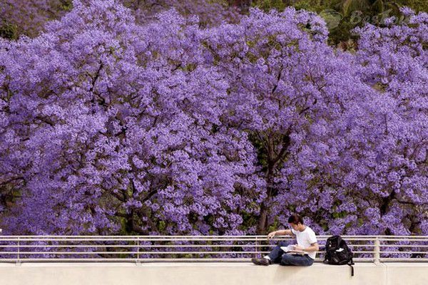 Chiêm ngưỡng vẻ đẹp mơ màng của Úc với hoa phượng tím tháng 9 Chiêm ngưỡng vẻ đẹp mơ màng của Úc với hoa phượng tím tháng 9