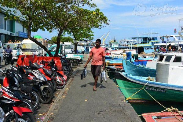 Khám phá chợ cá Male của Maldives Khám phá chợ cá Male của Maldives