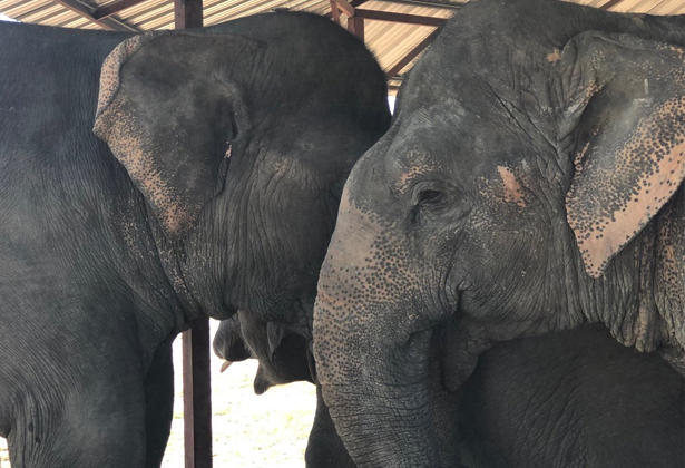 Làng voi Pattaya - khu bảo tồn nổi tiếng Thái Lan Làng voi Pattaya - khu bảo tồn nổi tiếng Thái Lan
