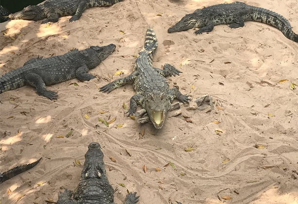 Sriracha Tiger Zoo- Điểm du lịch nổi tiếng của Thái Lan Sriracha Tiger Zoo- Điểm du lịch nổi tiếng của Thái Lan