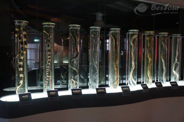 Lạ lẫm với trung tâm nghiên cứu rắn độc Thái Lan Lạ lẫm với trung tâm nghiên cứu rắn độc Thái Lan