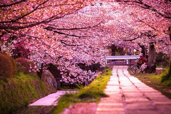 Mùa xuân - mùa Anh Đào tại Nhật Bản
