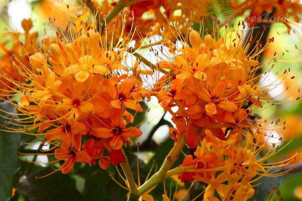 Ngắm mùa Vàng Anh nở rộ trên đất Quảng Bình Ngắm mùa Vàng Anh nở rộ trên đất Quảng Bình