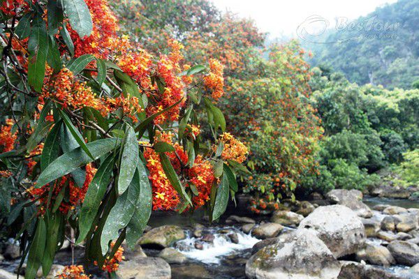 Ngắm mùa Vàng Anh nở rộ trên đất Quảng Bình Ngắm mùa Vàng Anh nở rộ trên đất Quảng Bình