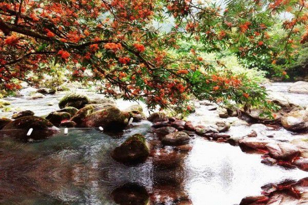 Ngắm mùa Vàng Anh nở rộ trên đất Quảng Bình Ngắm mùa Vàng Anh nở rộ trên đất Quảng Bình