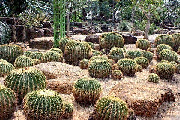 Ngất ngây trước vẻ kiều diễm nơi vườn hoa Nong Nooch Ngất ngây trước vẻ kiều diễm nơi vườn hoa Nong Nooch