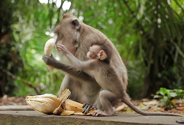 Khu bảo tồn khỉ Ubud Bali