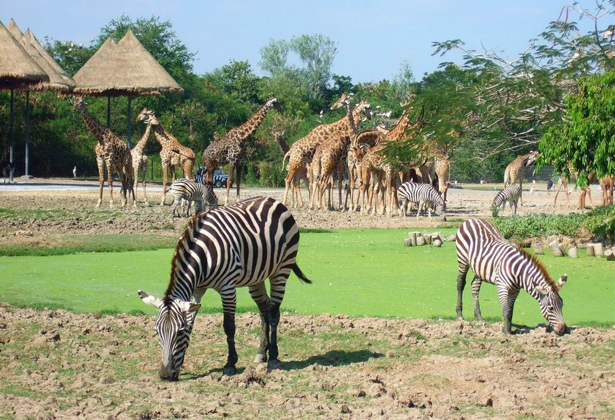 Safari World Bangkok- A-Z kinh nghiệm tham quan Vườn Thú Lớn Nhất Châu Á Safari World Bangkok- A-Z kinh nghiệm tham quan Vườn Thú Lớn Nhất Châu Á