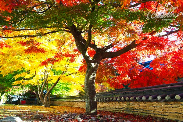 Dạo quanh thủ đô Seoul ngắm mùa lá đỏ xứ Hàn Dạo quanh thủ đô Seoul ngắm mùa lá đỏ xứ Hàn