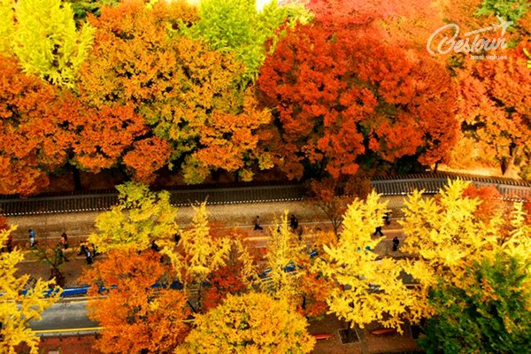 Dạo quanh thủ đô Seoul ngắm mùa lá đỏ xứ Hàn Dạo quanh thủ đô Seoul ngắm mùa lá đỏ xứ Hàn