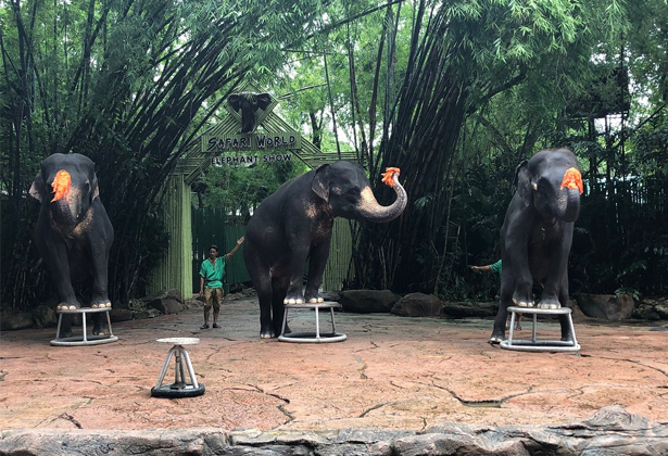 Safari World Bangkok- A-Z kinh nghiệm tham quan Vườn Thú Lớn Nhất Châu Á Safari World Bangkok- A-Z kinh nghiệm tham quan Vườn Thú Lớn Nhất Châu Á