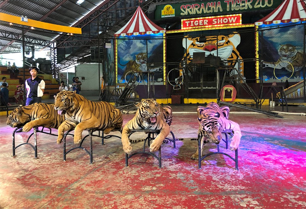 Sriracha Tiger Zoo- Điểm du lịch nổi tiếng của Thái Lan Sriracha Tiger Zoo- Điểm du lịch nổi tiếng của Thái Lan