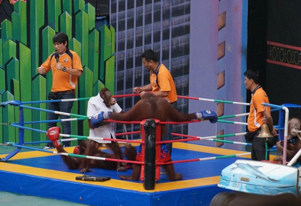 Safari World Bangkok- A-Z kinh nghiệm tham quan Vườn Thú Lớn Nhất Châu Á Safari World Bangkok- A-Z kinh nghiệm tham quan Vườn Thú Lớn Nhất Châu Á