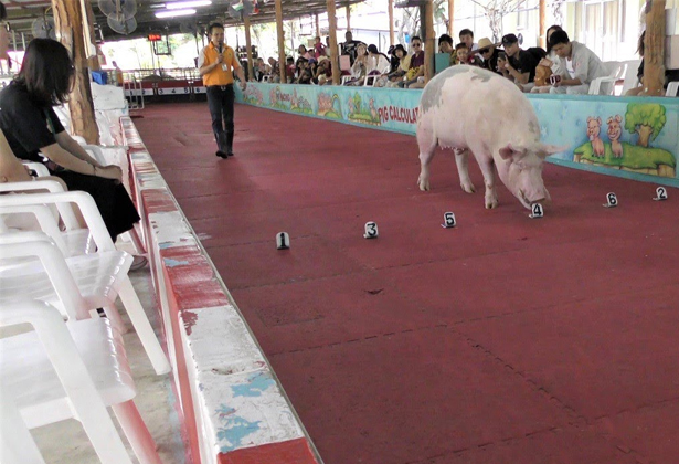 Sriracha Tiger Zoo- Điểm du lịch nổi tiếng của Thái Lan Sriracha Tiger Zoo- Điểm du lịch nổi tiếng của Thái Lan