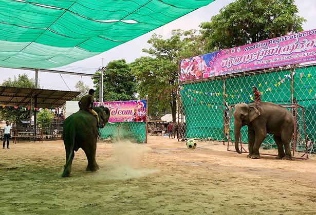 Làng voi Pattaya - khu bảo tồn nổi tiếng Thái Lan Làng voi Pattaya - khu bảo tồn nổi tiếng Thái Lan