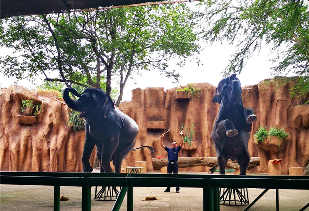 Sriracha Tiger Zoo- Điểm du lịch nổi tiếng của Thái Lan Sriracha Tiger Zoo- Điểm du lịch nổi tiếng của Thái Lan