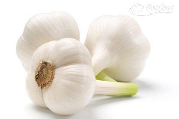 Du lịch Phần Lan thưởng thức hương vị đặc trưng với soup tỏi Du lịch Phần Lan thưởng thức hương vị đặc trưng với soup tỏi