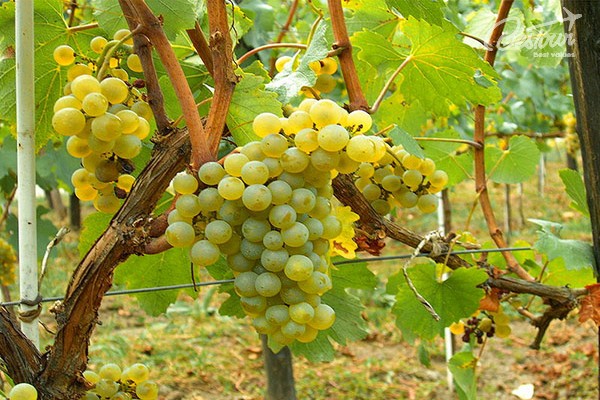 Ghé Pháp để cảm nhận một Dijon rất nồng nàn Ghé Pháp để cảm nhận một Dijon rất nồng nàn