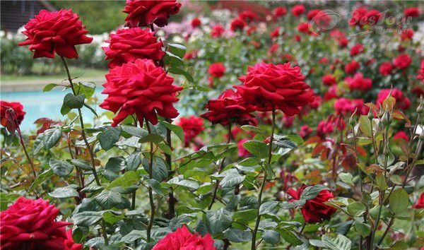 top 15 địa điểm du lịch Sapa không thể bỏ qua top 15 địa điểm du lịch Sapa không thể bỏ qua