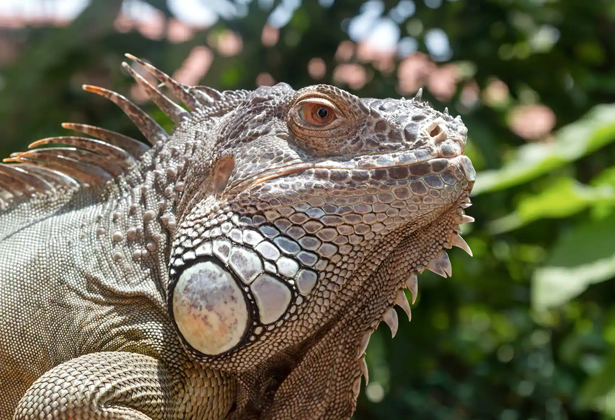 Vườn bướm và thế giới côn trùng tại Sentosa