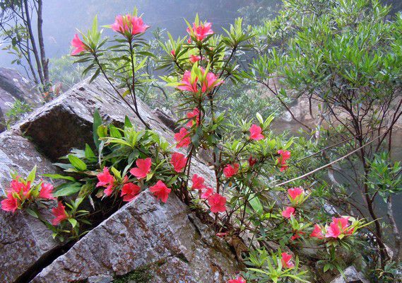 Vườn quốc gia Hoàng Liên Sơn Vườn quốc gia Hoàng Liên Sơn